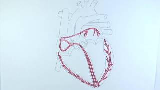 AS Biology  Control of heart contractions OCR A Chapter 85 [upl. by Oisacin]