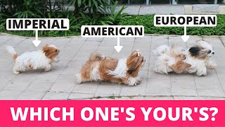 8 Types of Shih Tzu and How to Identify Them [upl. by Kirred]