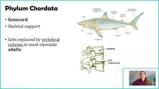 Phylum Chordata [upl. by Marcin865]