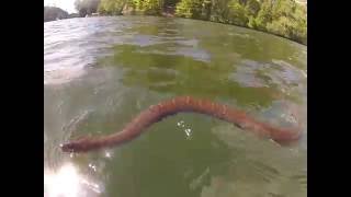 Northern Water Snake Swimming Across a Lake [upl. by Calia]