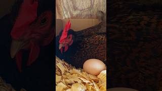 Whats So Special About The Barnevelder Chicken [upl. by Bobine]