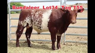 2024 Naracoorte Shorthorn Bull Sale Bundaleer Lot 34 [upl. by Tihom571]