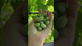 Cucumelon Fruit Harvesting From Farm 🍐 fruit cucamelon shorts short [upl. by Jet]