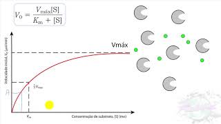 AULA 2  Equação de MichaelisMenten CINÉTICA ENZIMÁTICA [upl. by Nuawaj]