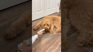 Desensitizing your dog to nail trimmings [upl. by Arikihs]