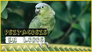 La psitacosis en loros Síntomas y tratamiento [upl. by Airdnoed645]