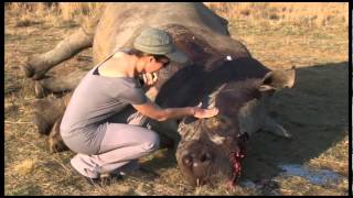 Rhino poaching After the killing [upl. by Solita]