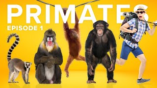 The Evolution of Primates is a CRAZY Story [upl. by Heidie293]