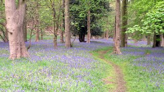 Bluebells in the Woods [upl. by Ttreve]