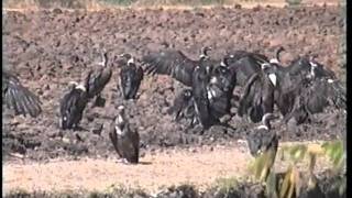 Vulture hunting  with bare hands [upl. by Atrahc]