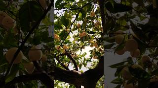 Limones sicilianos 🍋🇮🇹🍋🇮🇹🍋🇮🇹  Taormina  Sicilia Limones Sicily Taormina travel [upl. by Isej]