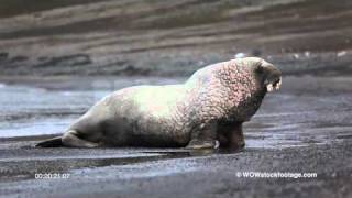 Tuskless old Walrus in Svalbard SF1371 [upl. by Harmon574]