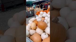 Pumpkin market in Swiss Bülach [upl. by Lehcnom]