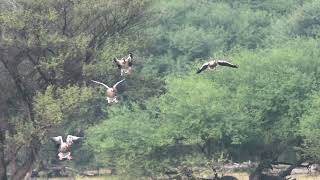 Greylag Geese Flying in [upl. by Aja]