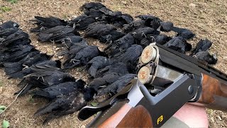 Crow Shooting in EXTREME Wind WOW These were Hard  Pest Control  Crop Protection [upl. by Assilanna]