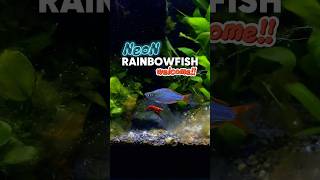 DWAFT RAINBOW FISH [upl. by Nelrac]