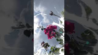 Tag Your Love 💖🤌🏻🌹  Slowed  Reverb  lyrics song status  shorts like viralvideo explore [upl. by Lejna]