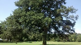 Identifying English Oak [upl. by Palumbo]