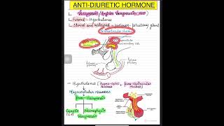 VasopressinAntidiuretic hormoneADH part1 anatomy physiology shorts nucleus hypothalamus [upl. by Oca602]