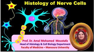 Histology of Nerve cells Prof Dr Amal Mohamed moustafa [upl. by Laktasic717]