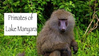 Baboons and other Monkeys in Lake Manyara  4K Tanzania Safari [upl. by Martita]