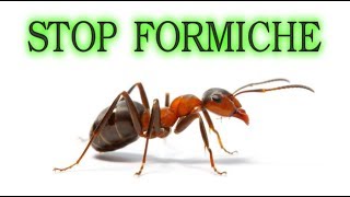 Stop alle formiche per sempre in modo naturale e a costo zero  o quasi ants fourmis hormigas [upl. by Abernathy]