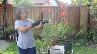 How to propagate Epidendrum [upl. by David]