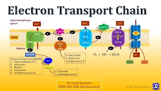 2 Electron Transport Chain  Biological Oxidation  Biochemistry  NJOY Biochemistry [upl. by Proudman]