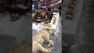 Sad dog dog lover video ko like comment share subscribe karna 👍💓 [upl. by Edlun284]