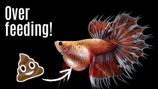 Betta Fish Constipation  Signs And Treatment [upl. by Cherilynn40]