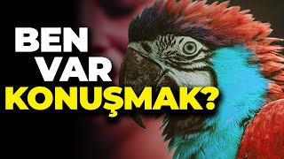 Papağanlar Konuşuyor da Şempanzeler Niye Konuşamıyor [upl. by Jennica]