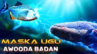 Maska Ugu Halista Badan aduunka  ElectricEel [upl. by Aslam]