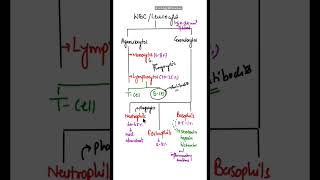 Difference between Granulocytes amp Agranulocytes shorts basophils neutrophils eosinophils [upl. by Illak]