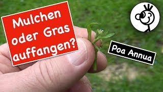 Poa Annua im Rasen  mulchen oder Gras auffangen [upl. by Glialentn]