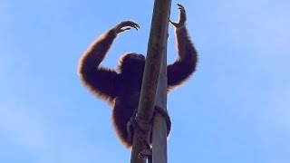 Gibbons Gesang am Morgen Gibbon Singing [upl. by Anifares]