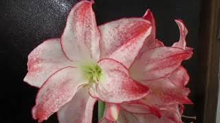 Spotlight Amaryllis Hippeastrum [upl. by Peppi]