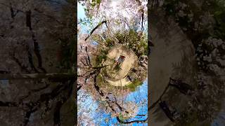 Under a cherry tree in 360° ￼ portmonkeys ShukkeienGarden hiroshima japan cherrryblossoms [upl. by Gronseth]