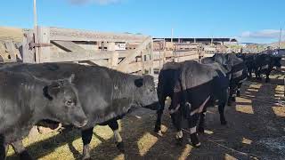 Lot 205  Amos Birky Bred Hfrs AI MAR 1  LLA Stock Cow Central Bred Special 121223 [upl. by Hirst208]