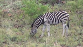 Zebra with injury on back right leg  mane also drooping [upl. by Oninotna]