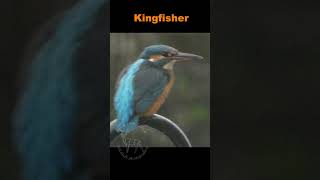 A Kingfisher visited us today kingfisher birdwatching birds birdphotography birdsofinstagram [upl. by Joey315]