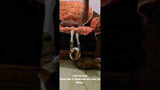 cat catplaying catcute catlover funny funnycats animallover comedy [upl. by Dash]