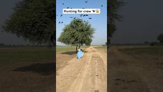 Hunting for crow bird 🐦‍⬛😱 hunting crow farmer farming hunter bat fly birds [upl. by Farah]