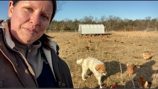 Karakachan Livestock Guardian Dog [upl. by Nic641]