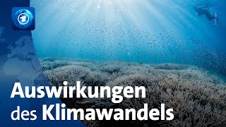 UNOzeankonferenz Auswirkungen des Klimawandels auf die Weltmeere [upl. by Custer407]