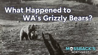 What Happened to Washingtons Grizzly Bears  Mossbacks Northwest [upl. by Skipper275]