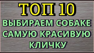 Клички для собак Имена для собак щенков Как назвать собаку Как назвать щенка ВИДЕО ПРО СОБАК [upl. by Jase502]