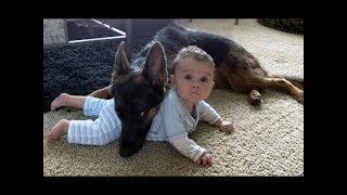 Dogs Protects Babies and Kids Compilation 2018  The best Protection Dogs [upl. by Goldia]