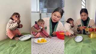 See this funny monkey Icy Is Eating Snack With Mommy cute monkey animals eating [upl. by Weinreb]