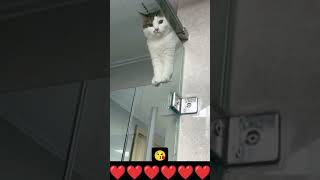 what are you doing😹funny pets catcomedy catvideos catcatshorts funnyanimal catloverfunnycat [upl. by Ahseenat]