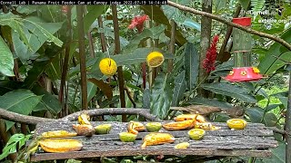 Claycolored Thrush Feeds Fledgling Some Fruit In Panama – July 19 2022 [upl. by Stanton]